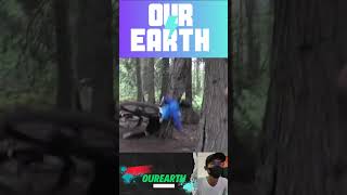 MTB FAILS MOMENTS 31 mtb reaction reels shorts fail world [upl. by Broeker]