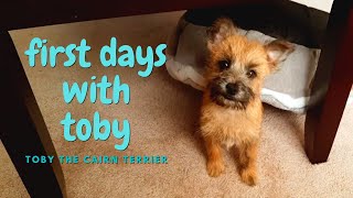 First Days with New Puppy  Toby the Cairn Terrier [upl. by Delphina]