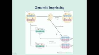 Imprinting and Uniparental Disomy  CRASH Medical Review Series [upl. by Ajin]