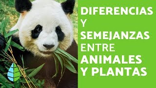 SEMEJANZAS y DIFERENCIAS entre PLANTAS y ANIMALES [upl. by Elie]