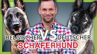 Deutscher vs Belgischer Schäferhund  Wer gewinnt das DUELL [upl. by Ede]