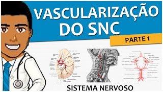 Sistema Nervoso 11 – Vascularização SNC P1 Circulação Arterial Anterior e Posterior  Vídeoaula [upl. by Quigley]