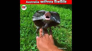 Australian জালিদার টিকটিকি 🦎 Frilled Neck Lizard shorts animal facts [upl. by Bergren]