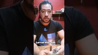 Tema Larvas Astrales armonizatemx larvas vicios energia bajoastral bajavibracion mexico [upl. by Lisab]