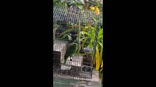 Parrot singing Sia [upl. by Fae]