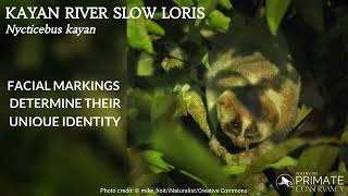 Kayan River Slow Loris [upl. by Enyrehtak958]