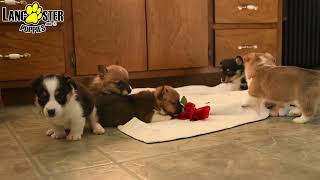 Cuddly Welsh Corgi Puppies [upl. by Inaboy870]