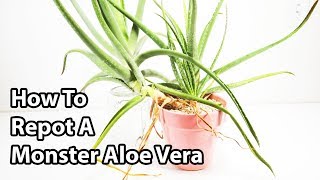 How To Repot And Divide Aloe Vera Plants  Repotting Tips [upl. by Weissmann]