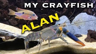 Australian Red Clawed Crayfish  Alan [upl. by Champagne]