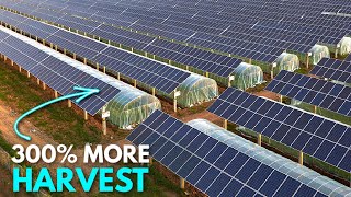 How AgriVoltaics are Changing Agriculture  The Power of Solar Panels [upl. by Boyce]