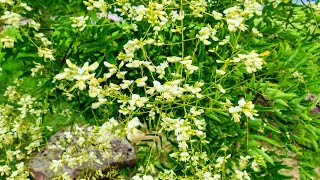 Sophora japonica  Japanese Pagoda Tree Flowers are Edible [upl. by Irena720]