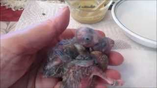 Hand Feeding Lineolated Parakeets Part 2  At 18 Days Old [upl. by Hunt]