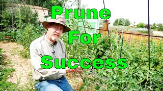 How to Prune Tomatoes for the Best Harvest [upl. by Wadleigh]