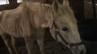 133 Horses Rescued in Maryland [upl. by Montgomery981]