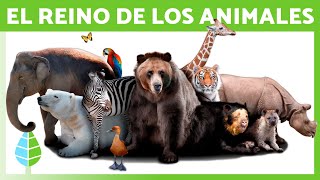 REINO ANIMALIA 🐻 Definición Características y Clasificación [upl. by Deutsch]