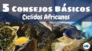 5️⃣ CONSEJOS BÁSICOS PARA INICIARTE EN UN ACUARIO DE CÍCLIDOS AFRICANOS🐟🐟🐟👋🏻🤭🤭🤭 [upl. by Schwinn]