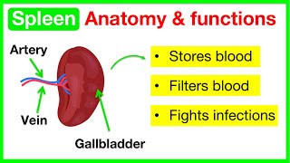 Spleen anatomy amp function🤔  Easy learning video [upl. by Oyr]