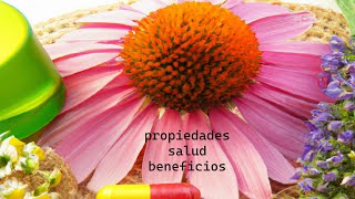 Equinácea beneficios propiedades cultivo remedios plantasmedicinales [upl. by Adlai835]