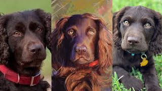 Boykin spaniel  Funny and Cute dog video compilation in 2022 [upl. by Nwahsat]