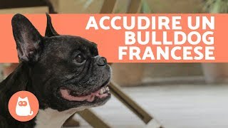 Accudire un BULLDOG FRANCESE [upl. by Mahan]