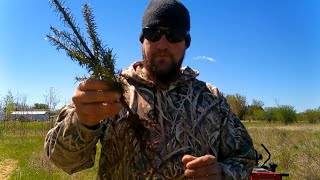 STARTING A CHRISTMAS TREE FARM PASSIVE INCOME SIDE HUSTLE [upl. by Kliment]