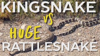 King Snake Vs MASSIVE Rattlesnake [upl. by Mayor]