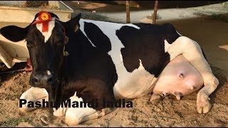 How to care Holstein Friesian cows by Jagjit Singh [upl. by Ennazzus]