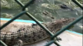 Malaking BUWAYA 🐊 Nakita sa PALAWAN dumadaan  FEBRUARY 12 2022 [upl. by Estis]