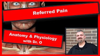 Referred Pain Anatomy and Physiology [upl. by Akeme]