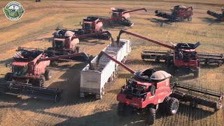 46 Billion Pounds Of Canola Are Harvested To Produce Oil This Way  Farming Documentary [upl. by Magee]