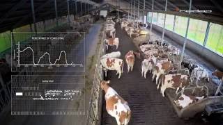 Nedap Timelapse  Tracking lying and moving behavior of cows in the barn [upl. by Tocci]