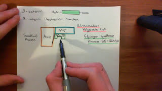 The Wnt  BetaCatenin Pathway Part 2 [upl. by Enyedy]