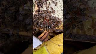 Have you eaten it before shorts beekeeping honeybees bees beekeeper honey pollen beeshorts [upl. by Mckeon]