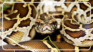 Chasing Giants Python Hunters In The Everglades amp Puerto Rico [upl. by Kirat]