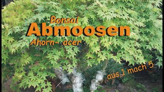 Abmoosen eines Ahorns quotaus 1 mach 5quot [upl. by Lamrouex]