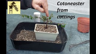 Cotoneaster fusion bonsai from cuttings [upl. by Leik]