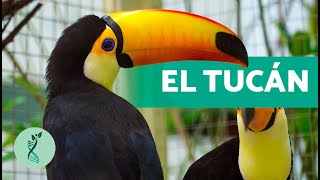 ¿Cuántas ESPECIES de TUCANES hay 🐦 Características Hábitat Alimentación y Reproducción [upl. by Rimidalb]