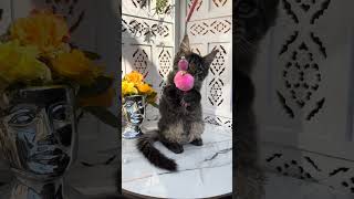 Simon Black Spotted Tabby Maine Coon Male Kitten Available Now  Purebred Kitties [upl. by Alrahs149]