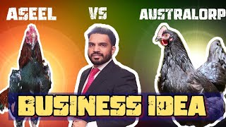 Aseel vs Australorp Business idea [upl. by Pepper]