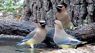 Cedar waxwings at the water bowl [upl. by Valera175]