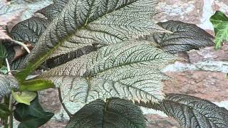 Rodgersia pinnata Rotlaub [upl. by Lynnworth752]