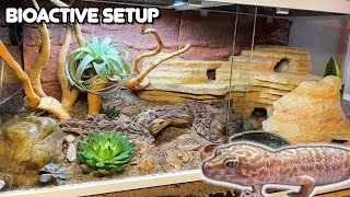 Our Best Leopard Gecko Bioactive Setup and How We Set it Up  Joshs Frogs Plants [upl. by Chappelka598]