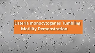 Listeria monocytogenes tumbling motility observation at 1600X [upl. by Esorrebma]