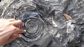 Salkhan Fossils Park  Sonbhadra [upl. by Noraa]