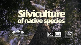 Silviculture of native species  Brazils new forestry economy [upl. by Llenrad]