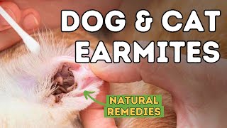 How to Treat Ear Mites in Pets Naturally and Effectively [upl. by Tsan]