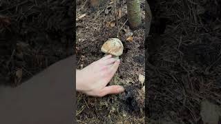 Porcini mushrooms Boletus Білі гриби pilze fungi boletus boletusedulis білігриби grzyby [upl. by Atthia]