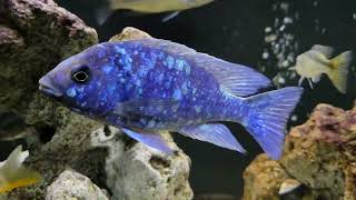 Star Sapphire Malawi Hap Cichlid [upl. by Tamqrah591]