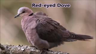 7 dove calls of the Eastern Cape [upl. by Patty380]