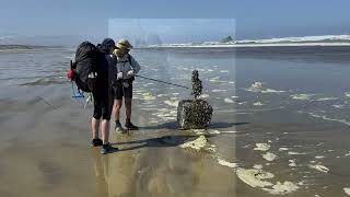 Te Araroa Day 2  Twilight Beach to Maunganui Bluff camp [upl. by Buhler6]